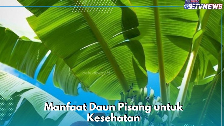 Ragam Manfaat Daun Pisang, Baik untuk Kesehatan Kulit, Cek di Sini