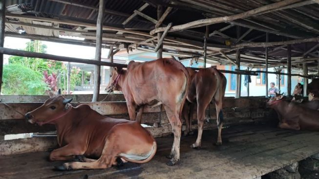 Peternak Sapi dan Kerbau di Seluma Diminta Waspada Penyakit Ngorok 