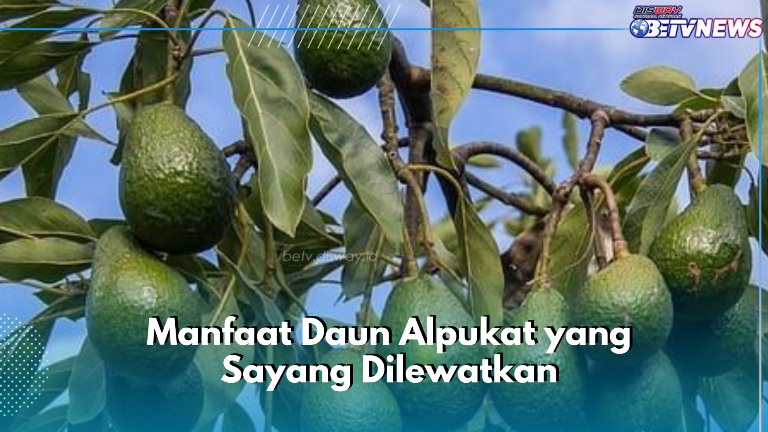 Daun Alpukat Baik untuk Kesehatan, Bisa Jadi Obat Nyeri Punggung, Cek di Sini