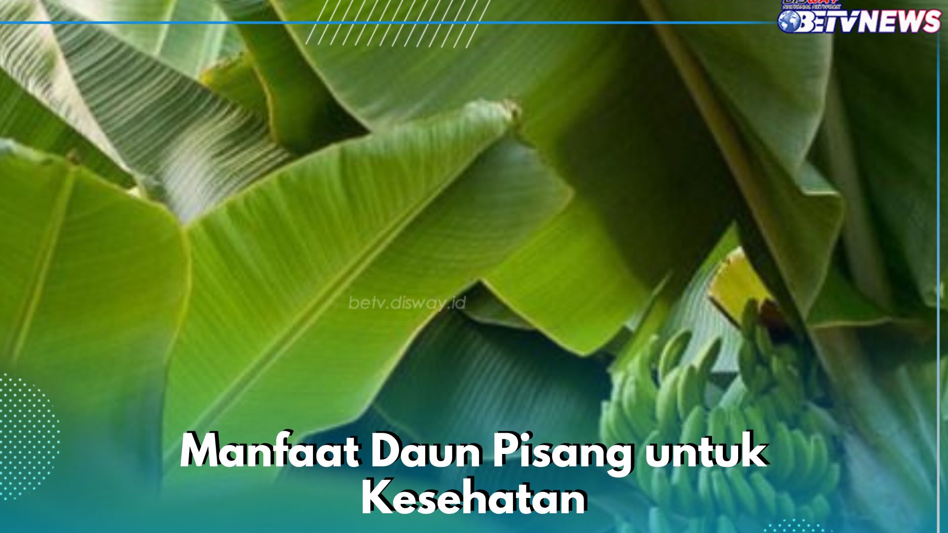 Daun Pisang Ampuh Mengatasi Masalah Kulit, Ini Manfaat Lain yang Baik untuk Kesehatan