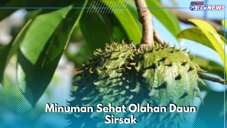 Begini Cara Membuat Minuman Sehat Daun Sirsak, Aman dan Baik untuk Tubuh