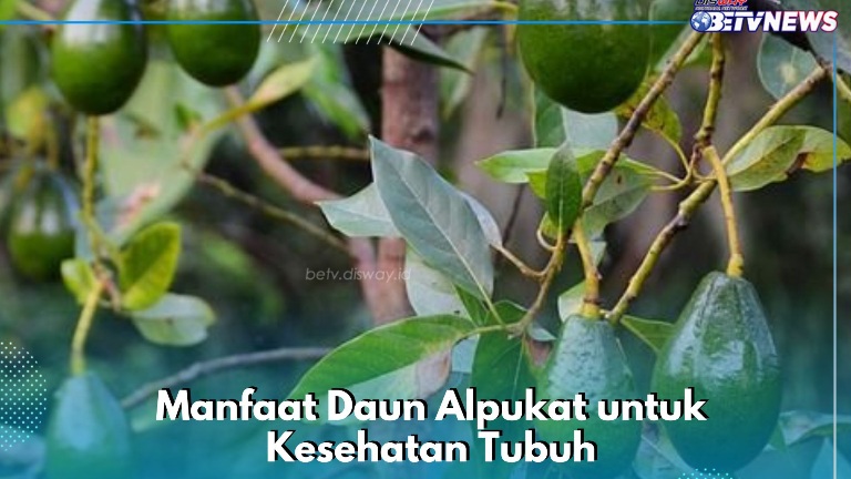 Dipercaya Ampuh Menurunkan Diabetes, Cek Manfaat Lengkap Daun Alpukat Ini