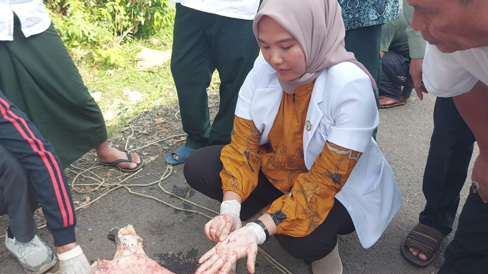 Petugas Temukan Cacing Hati pada Hewan Kurban di Bengkulu Tengah 
