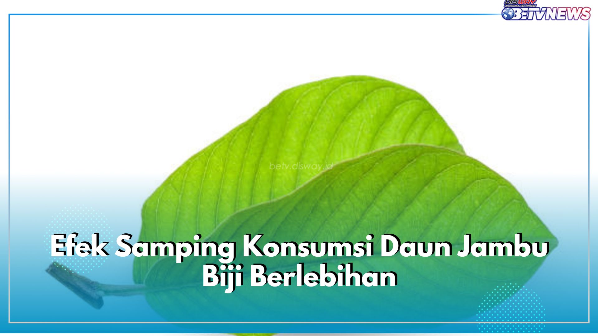 Catat! Ini 5 Efek Samping Konsumsi Daun Jambu Biji Berlebihan, Bisa Sebabkan Gangguan Ginjal