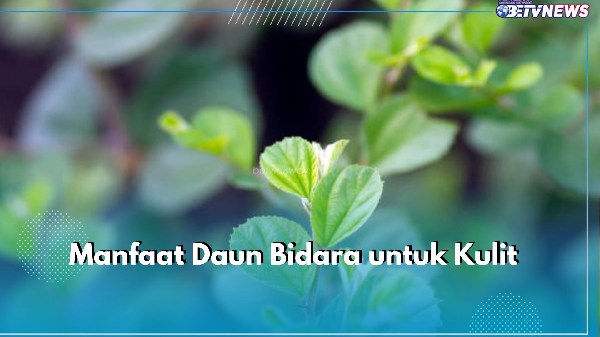 Ampuh Atasi Jerawat hingga Lindungi Kulit dari Infeksi, Ini 6 Manfaat Daun Bidara untuk Kulit