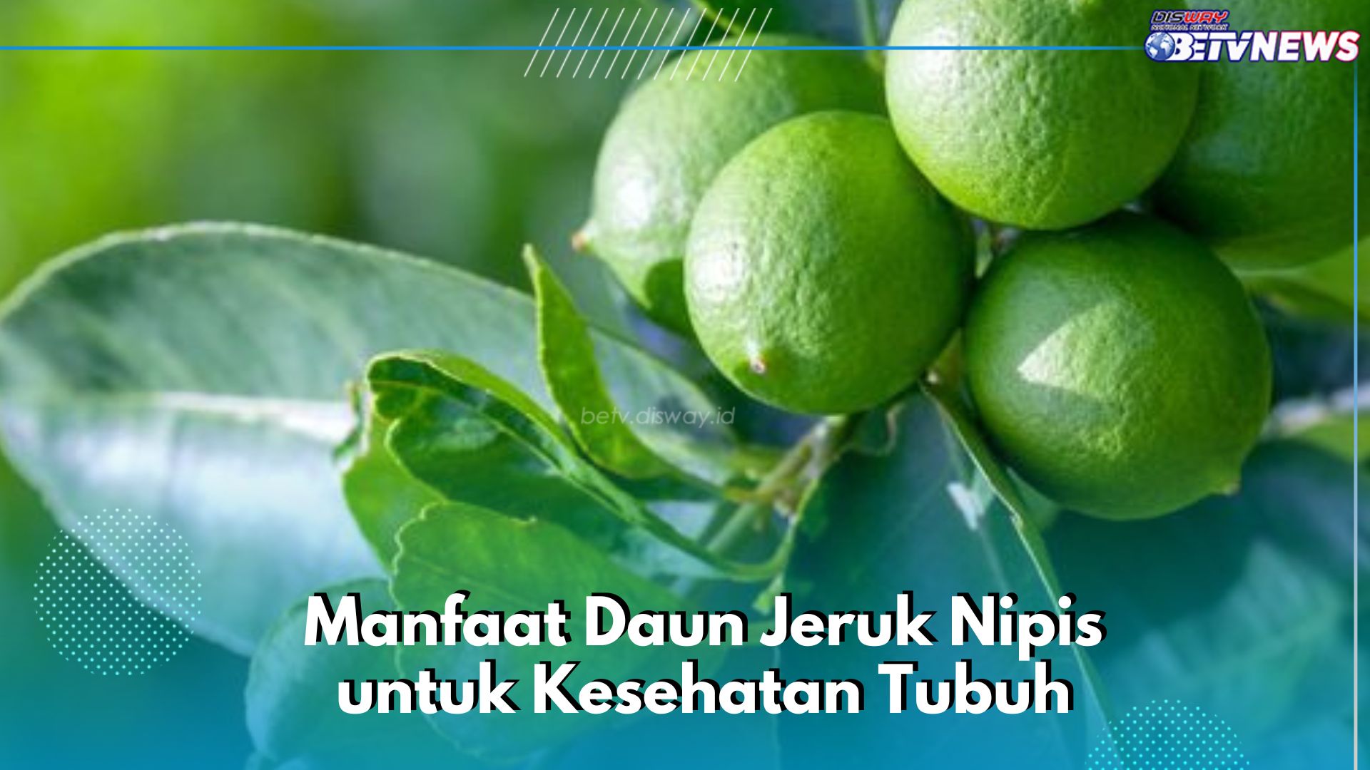 Daun Jeruk Nipis Dapat Menurunkan Tekanan Darah, Cek Manfaat Lain yang Sayang Dilewatkan di Sini