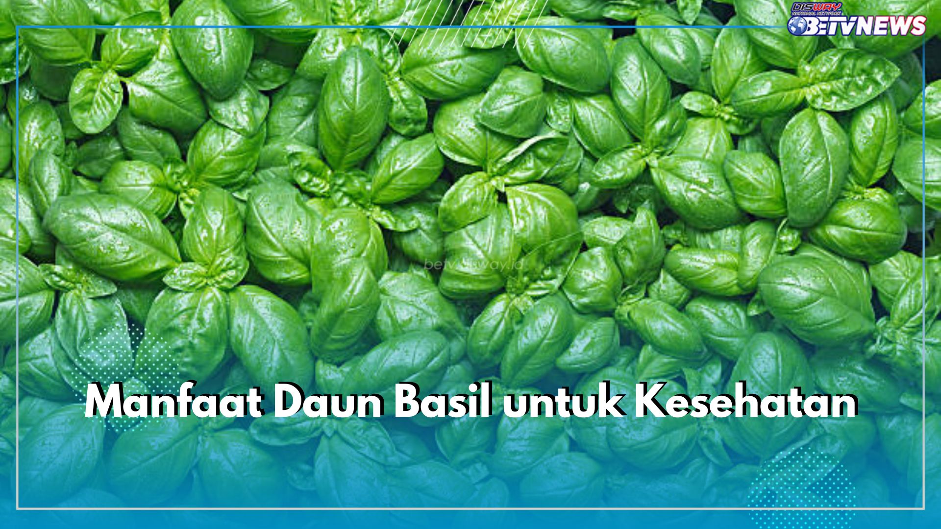 Cek Kandungan Gizi Daun Basil di Sini, Berikut 8 Manfaat yang Ditawarkan untuk Kesehatan Tubuh