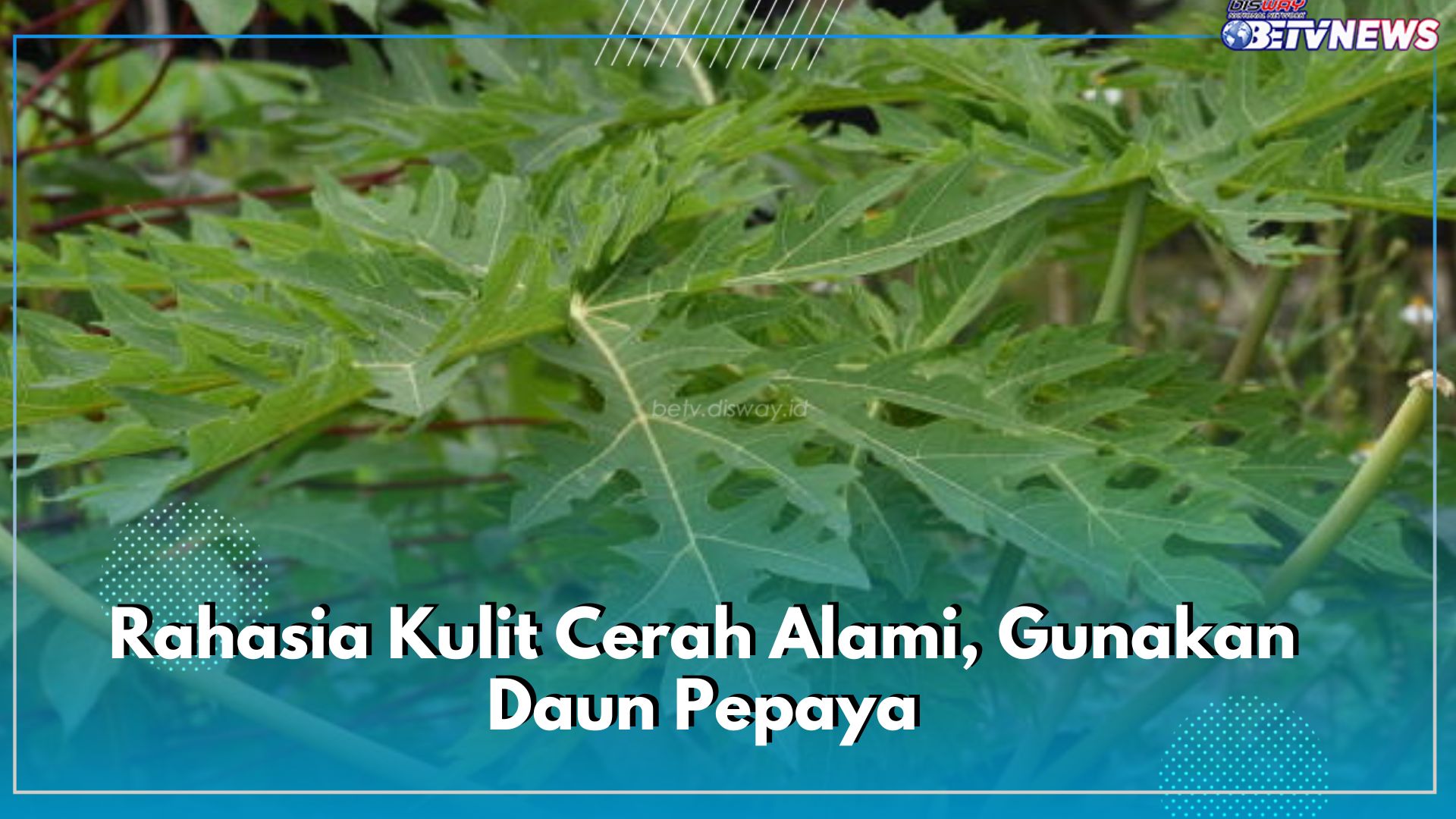 Rahasia Kulit Cerah Alami, Gunakan Daun Pepaya! Ini 7 Manfaatnya untuk Kecantikan