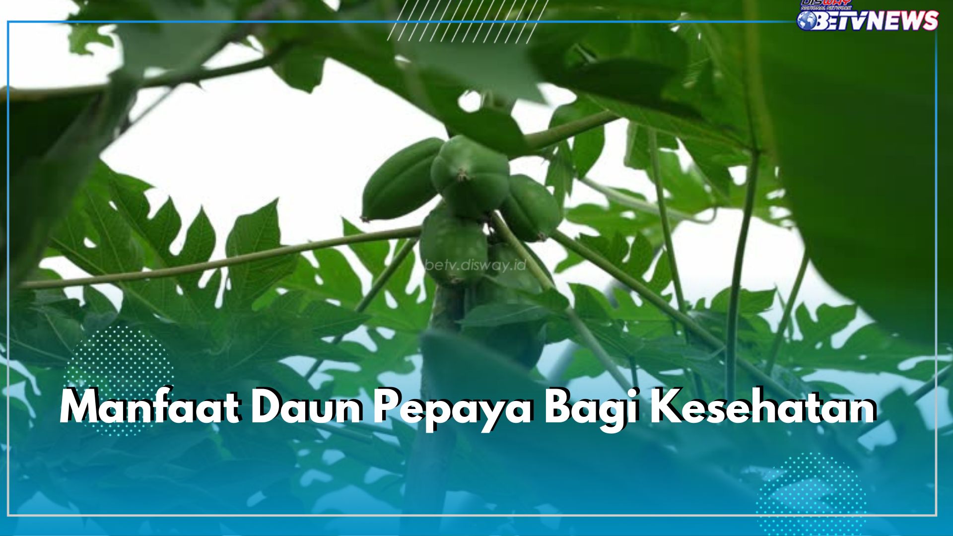 Tidak Sekadar Pahit, Ini 7 Manfaat Daun Pepaya Bagi Kesehatan Tubuh