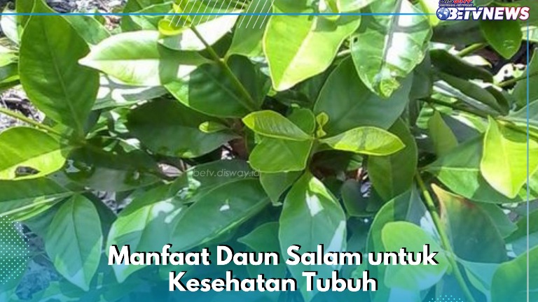 Daun Salam Ampuh Menurunkan Kolesterol, Cek Manfaat Lengkapnya di Sini