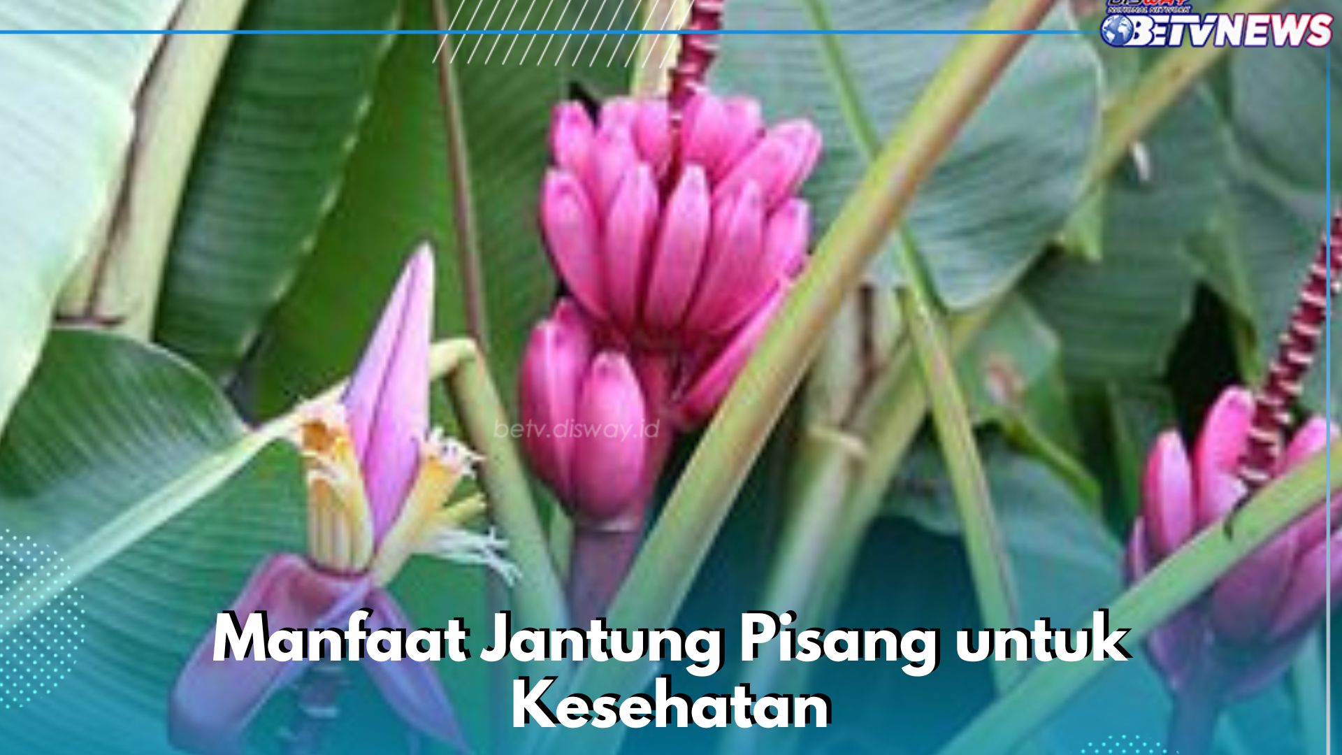 Jantung Pisang Bisa Mencegah Pengeroposan Tulang, Ini Manfaat yang Perlu Diketahui