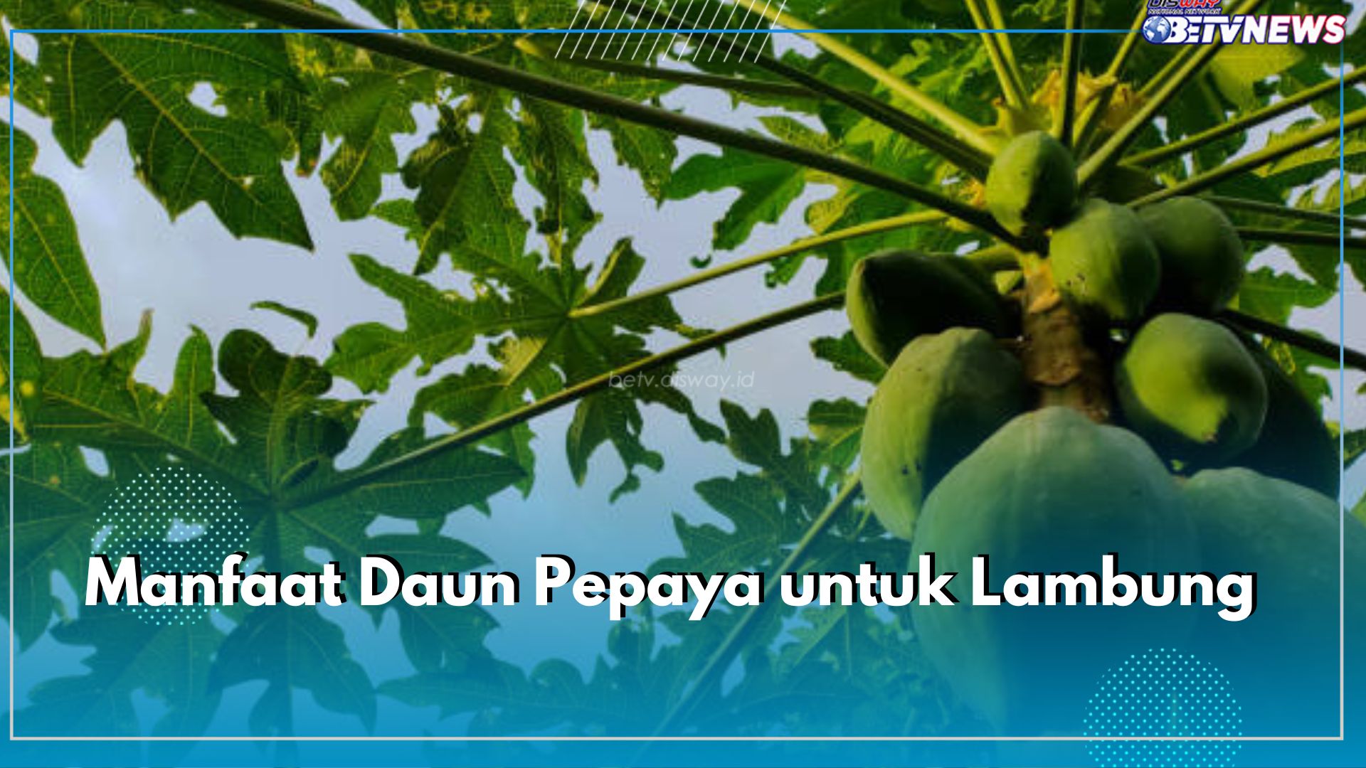 Pernah Mengosumsi Daun Pepaya? Ini 5 Manfaatnya untuk Kesehatan Lambung