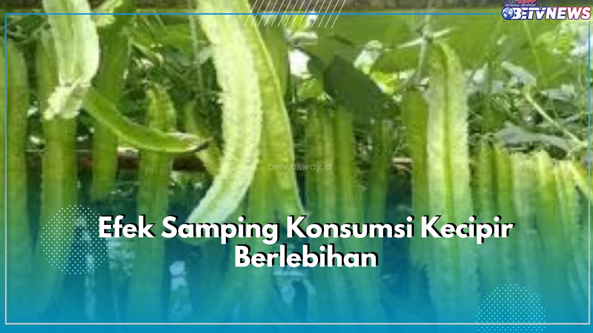 Awas Ada Risiko Berbahaya! Cek Efek Samping Konsumsi Kecipir Secara Berlebihan dapat Memicu Gangguan Kesehatan