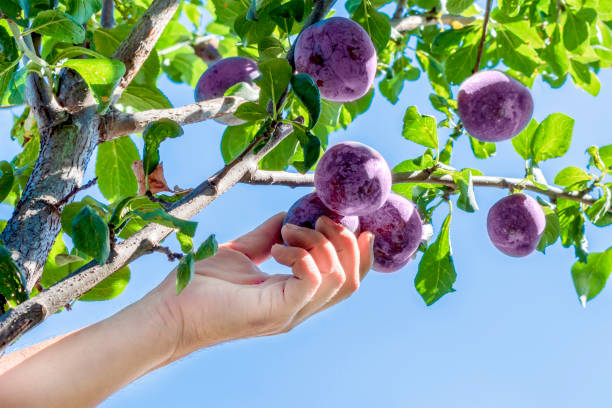 Bagus Dikonsumsi oleh Wanita, Ini 10 Manfaat Buah Plum Merah yang Bisa Didapat untuk Kesehatannya