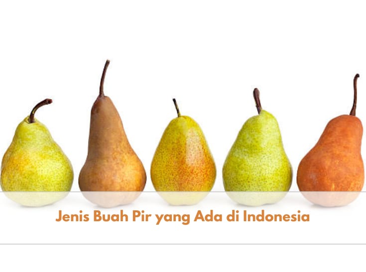 Kamu Perlu Tahu, Inilah 5 Jenis Buah Pir yang Ada di Indonesia, Pernah Coba yang Mana?