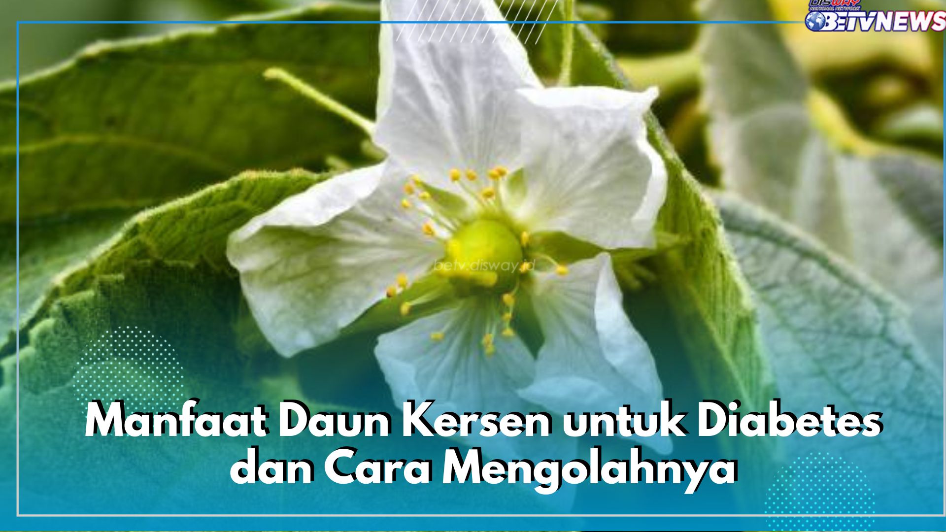 6 Manfaat Daun Kersen untuk Diabetes dan Cara Mengolahnya, Ternyata Mudah Banget!