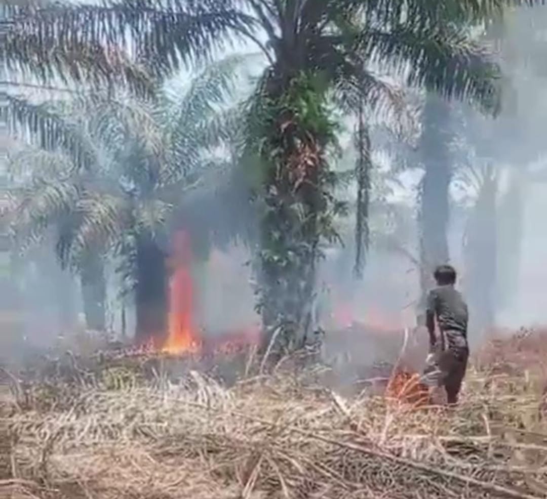 1 Hektar Lahan Sawit di Seluma Terbakar, Diduga Pengaruh Musim Kemarau