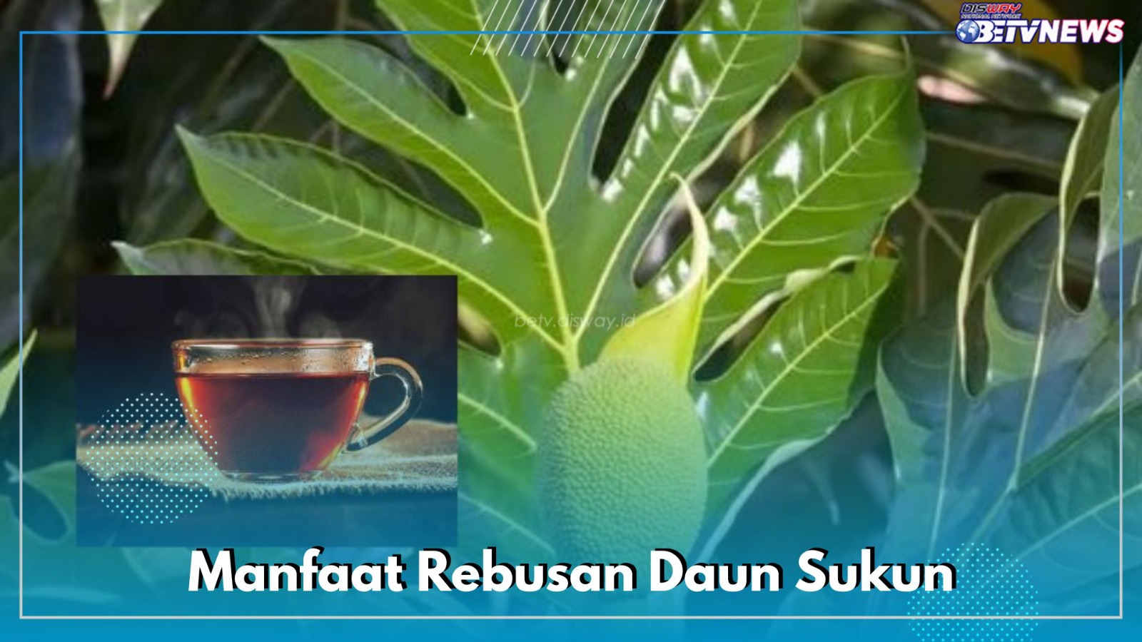 Pernah Coba Air Rebusan Daun Sukun? Katanya Ampuh Sembuhkan Asam Urat, Cek di Sini Cara Membuatnya