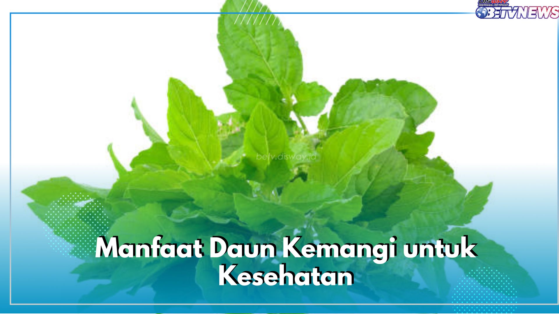 Sering Jadi Lalapan, Ini 6 Manfaat Daun Kemangi untuk Kesehatan