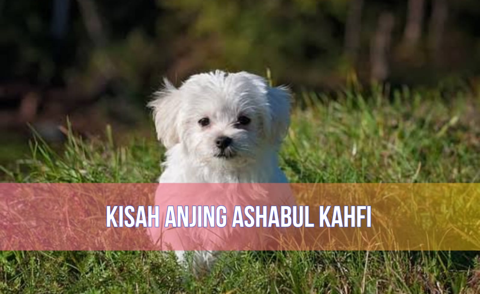 Anjing Ashabul Kahfi, Hewan Setia yang Dijanjikan Masuk Surga, Begini Kisahnya!