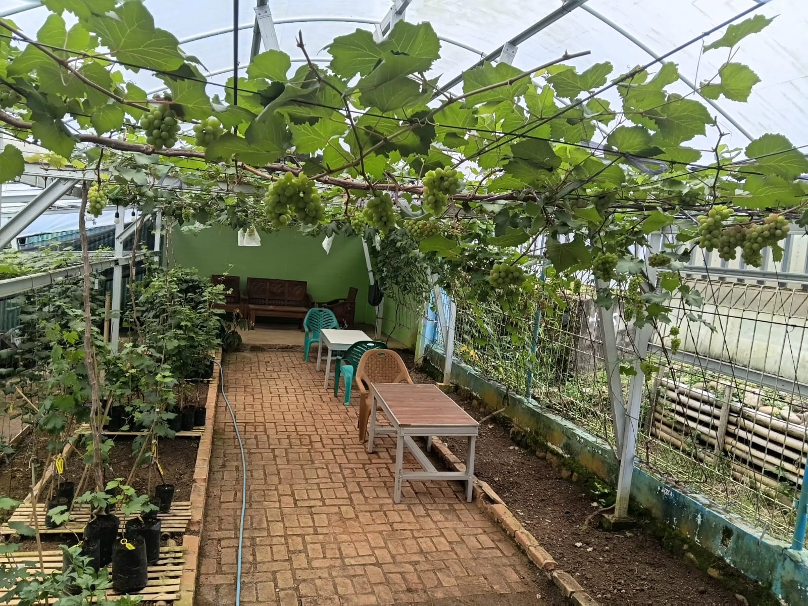 Pulih dari Operasi Jantung, Asa Harjo Temukan Sehat dan Bahagia Lewat Berkebun Anggur