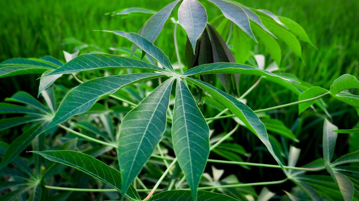 Wow, Ini Ragam Manfaat Tersembunyi Daun Singkong untuk Kecantikan Kulit 