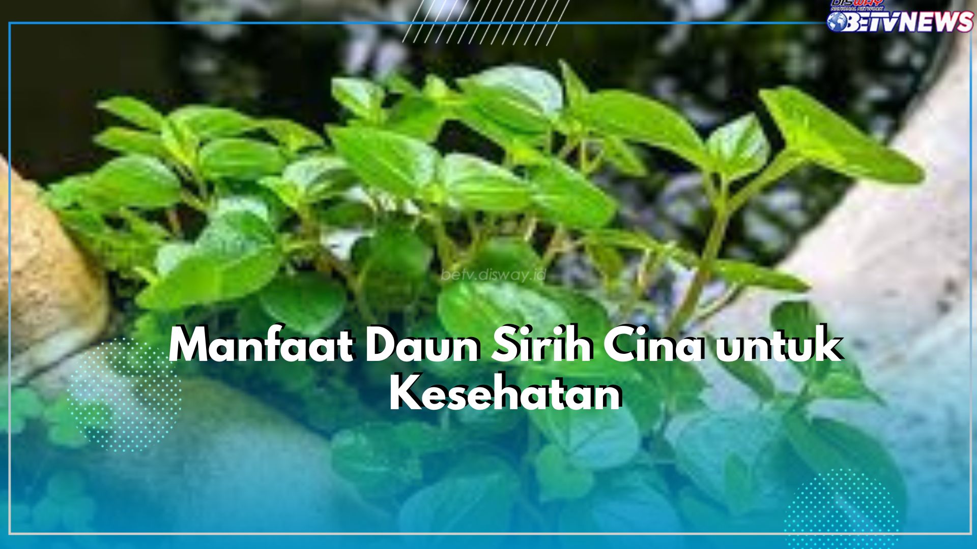 Ada 6 Manfaat yang Ditawarkan Daun Sirih Cina untuk Kesehatan, Salah Satunya Ampuh Turunkan Demam dengan Cepat