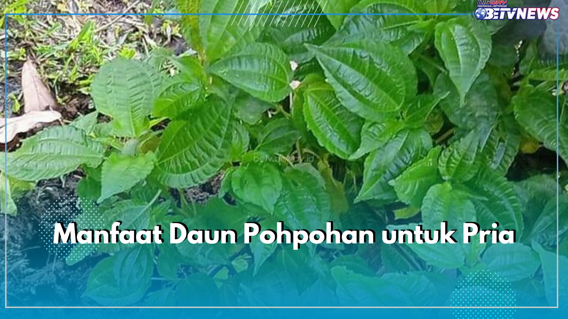 Daun Pohpohan Bisa Jaga Kesehatan Prostat Pria, Cek 5 Manfaat Lainnya di Sini!