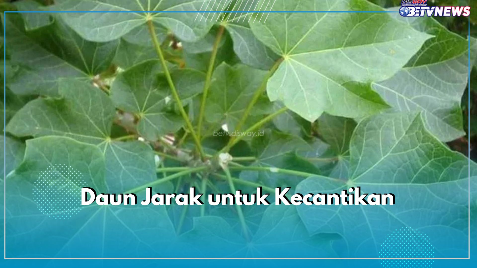 Rahasia Kulit Sehat, Pakai Daun Jarak! Ini Manfaatnya untuk Kecantikan