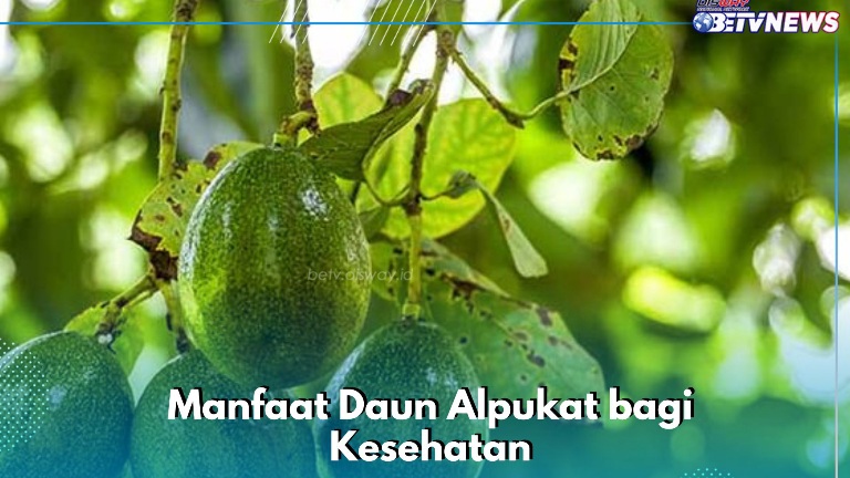 Manfaat Daun Alpukat bagi Kesehatan Tubuh, Ampuh Mengatasi Batuk, Cek Lengkapnya di Sini