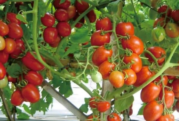7 Cara Menanam Tomat Tanpa Polybag di Rumah, Mudah bagi Pemula
