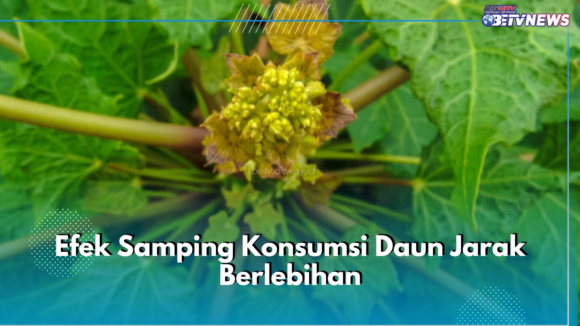 Jadi Pedang Bermata Dua, Ini 5 Efek Samping Konsumsi Daun Jarak Berlebihan, Perhatikan Jumlahnya!