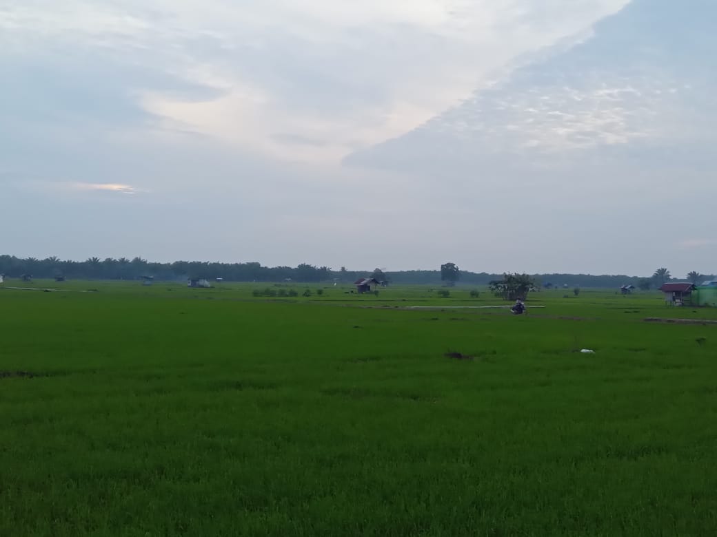 309 Ha Sawah di Lebong Terancam Gagal Panen Akibat Banjir, Produksi Gabah Kering Diprediksi Turun