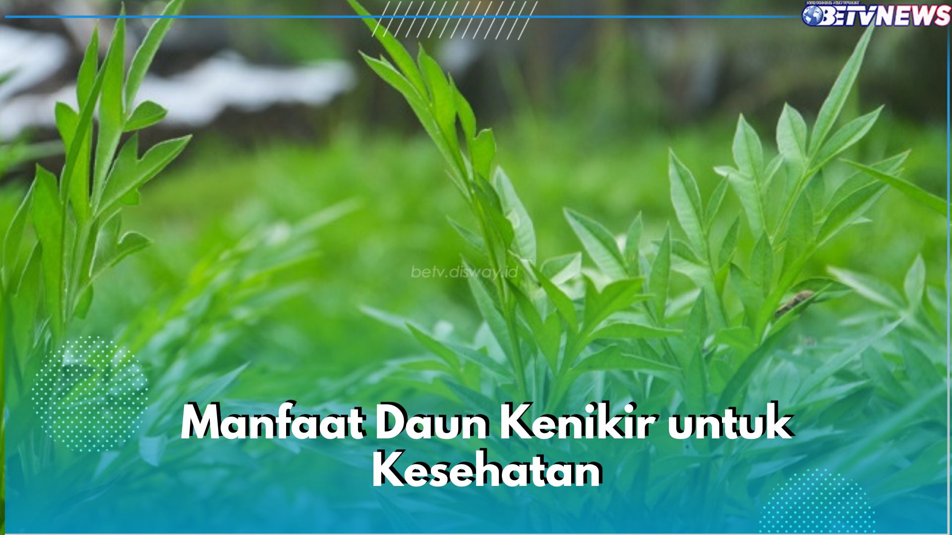 Kaya Nutrisi, Ini 7 Manfaat Daun Kenikir untuk Kesehatan, Ampuh Kontrol Tekanan Darah