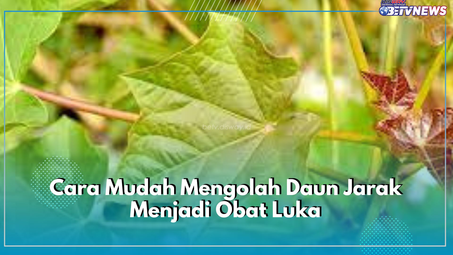 Cara Mudah Mengolah Daun Jarak Menjadi Obat Luka, Pastikan Langkah-langkannya Benar