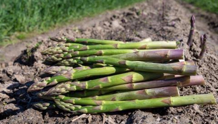 Ini Ragam Efek Samping Konsumsi Asparagus Secara Berlebihan, Bisa Alergi hingga Mulut Kering