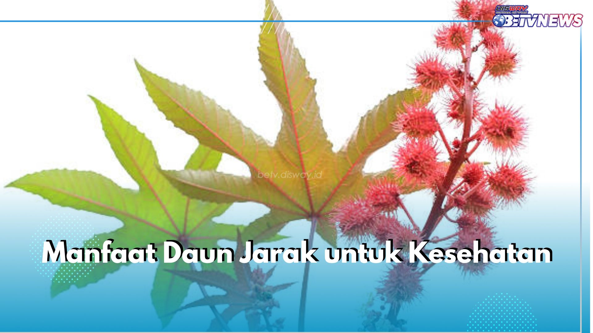 Jadi Obat Tradisional, Ini 5 Manfaat Daun Jarak untuk Kesehatan tubuh, Bisa Dukung Sistem Cerna