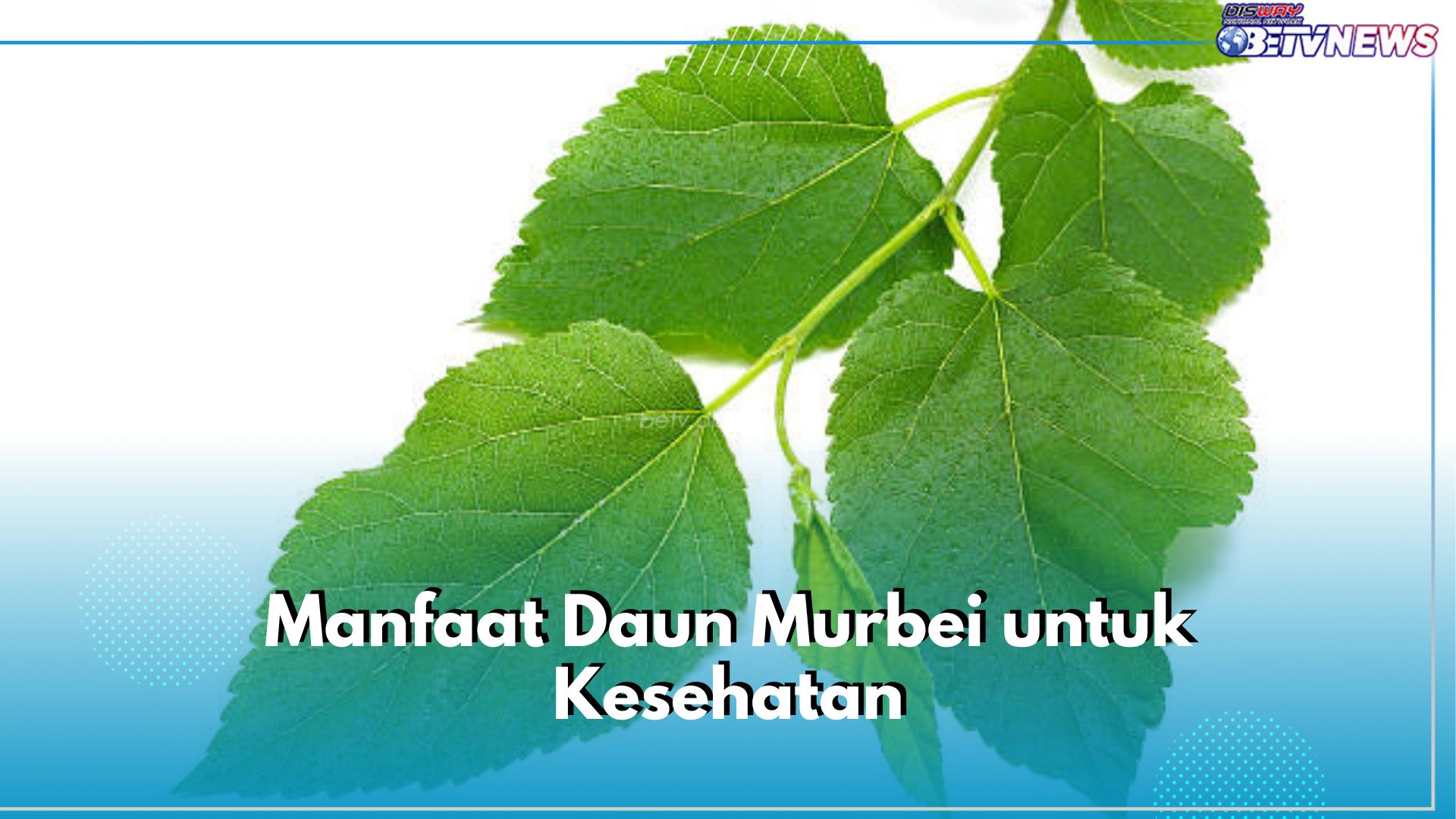 Kaya Nutrisi, Ini 6 Manfaat Daun Murbei untuk Kesehatan, Bisa Bantu Tingkatkan Kesehatan Jantung