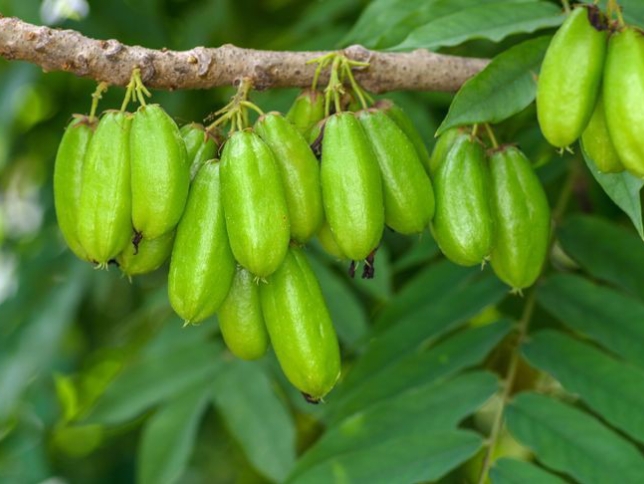 Kaya Akan Vitamin C dan Nutrisi Baik, Inilah Sederet Manfaat Belimbing Wuluh Bagi Kesehatan dan Kecantikan