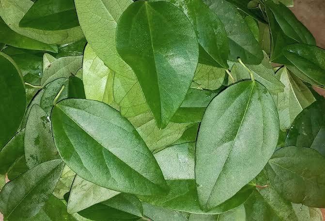 Cek 7 Manfaat Daun Cincau Hijau untuk Kesehatan Secara Keseluruhan, dari Ujung Rambut hingga Kaki