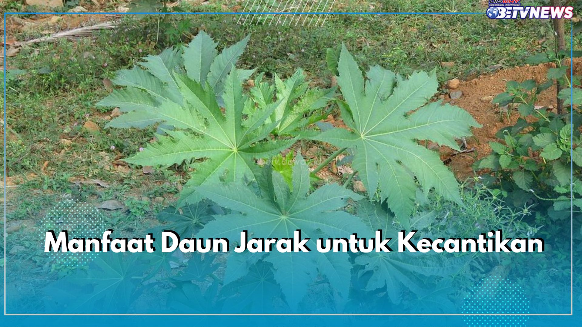 6 Manfaat Daun Jarak bagi Kecantikan, Ampuh Atasi Masalah Kulit Wajah hingga Rambut, Cek di Sini!