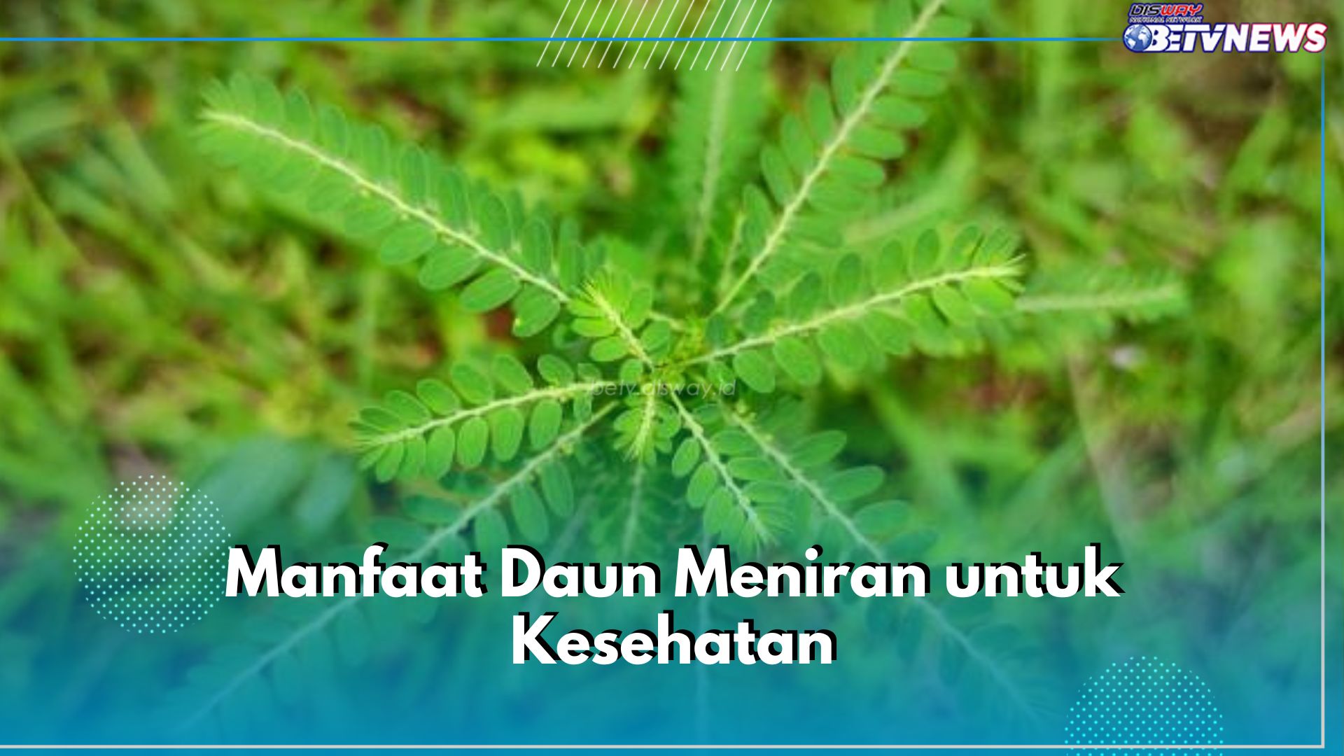 Jadi Herbal Berkhasiat, Ini 6 Manfaat Daun Meniran untuk Kesehatan Tubuh