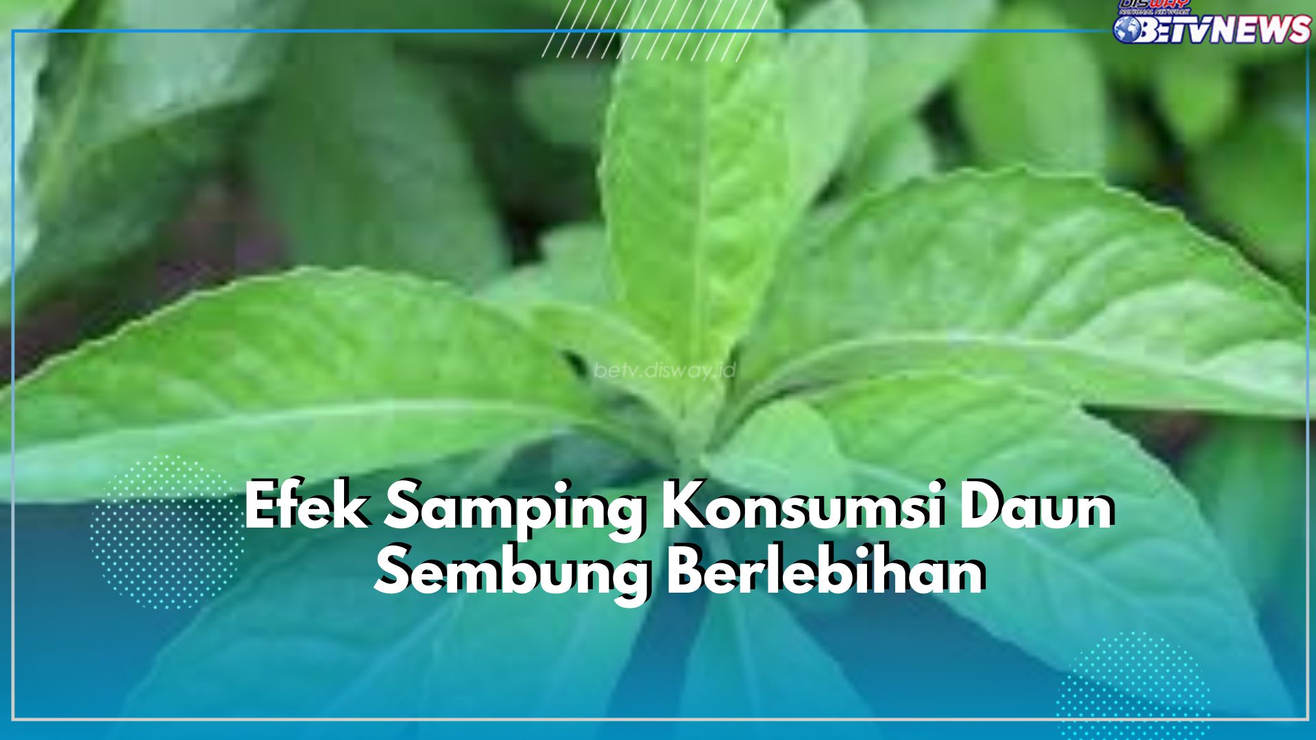 Wasapada Ini Berbahaya! Cek 5 Efek Samping Konsumsi Daun Sembung Secara Berlebihan