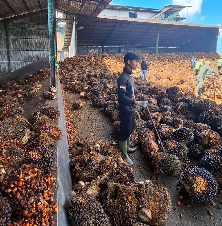 Harga Sawit di Seluma Merosot, Petani Minta Pemerintah Bertindak