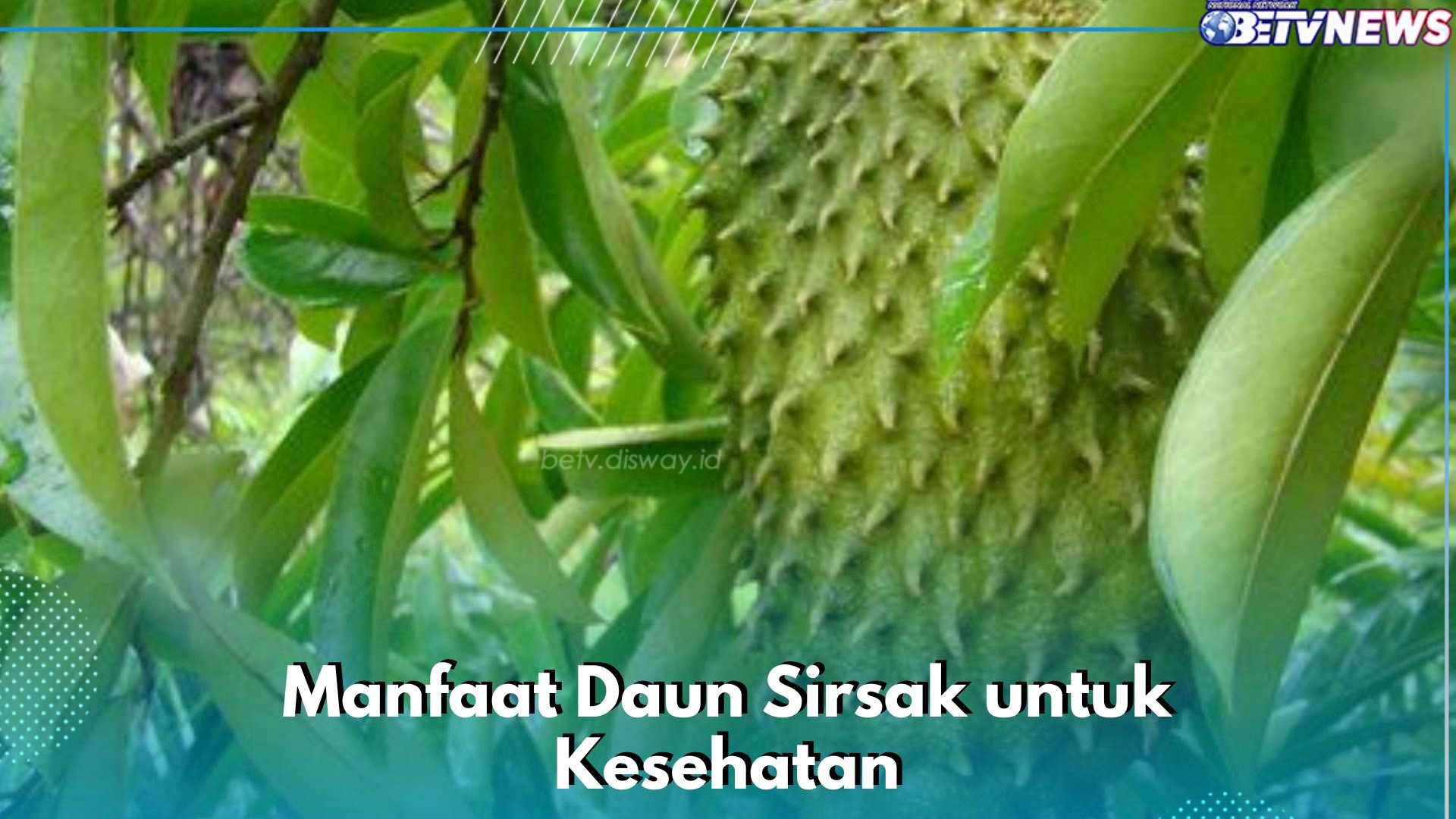 8 Manfaat Daun Sirsak yang Jarang Diketahui, Dipercaya Dapat Membantu Pengobatan Kanker