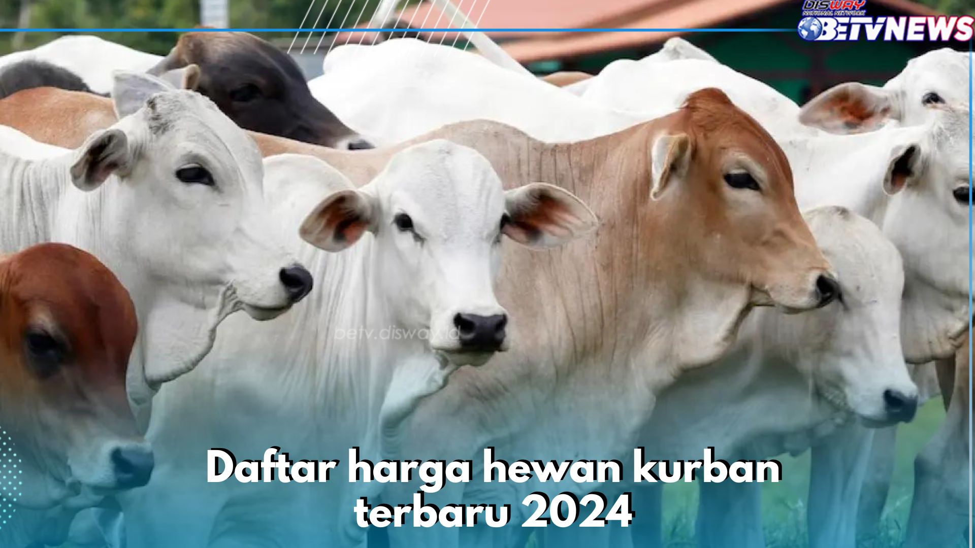 Daftar Harga Hewan Kurban 2024 Terbaru: Kambing, Domba, Sapi, dan Kerbau