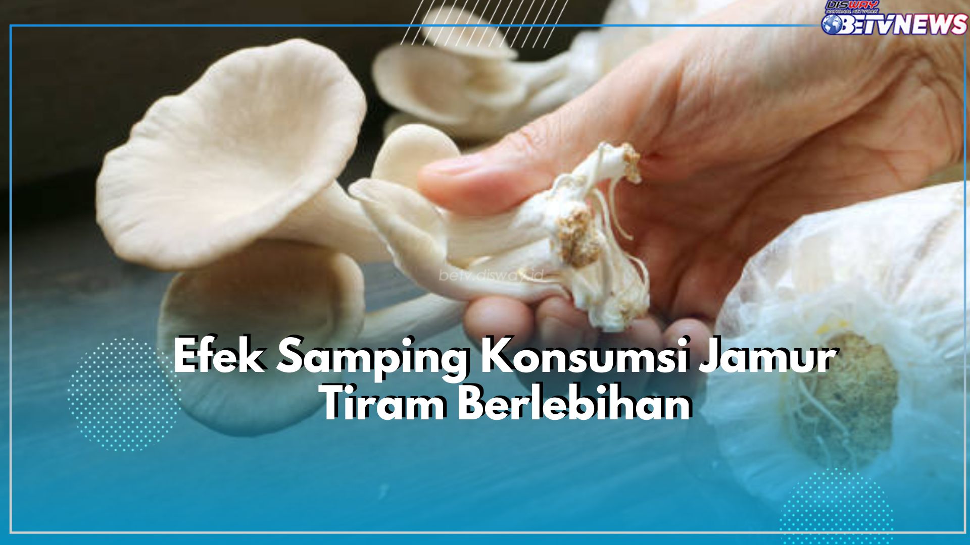 Stop dari Sekarang! Kenali Bahaya Efek Samping Konsumsi Jamur Tiram Secara Berlebihan