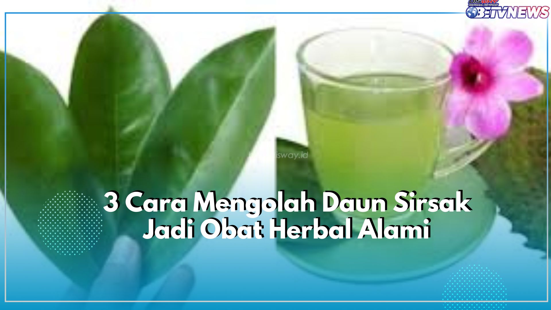 Dapat Cegah Sakit Kanker! Ini 3 Langkah Mudah Olah Daun Sirsak Jadi Obat Herbal Alami