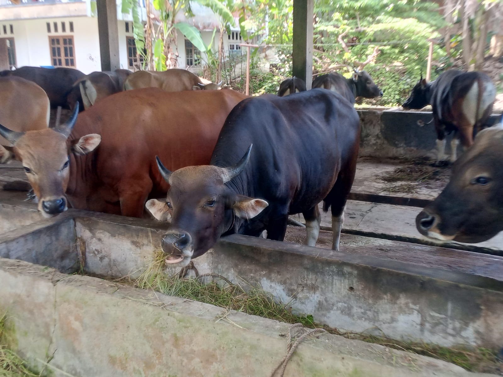 Pesanan Sapi di Bengkulu Melonjak, Harga Naik Rp1 Juta Jelang Iduladha 2026