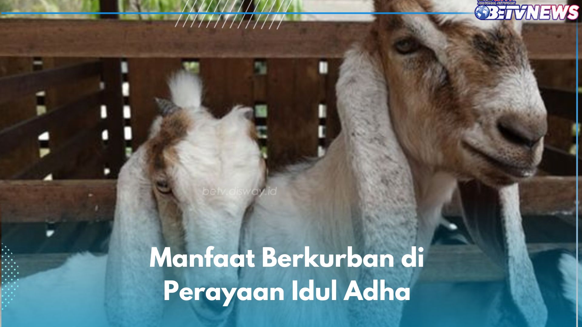 Idul Adha Disebut Hari Raya Kurban, Ini Manfaat Berkurban yang Jarang Diketahui